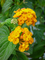 P1100256.webp