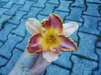 CIMG8227.webp