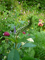 P1100227.webp