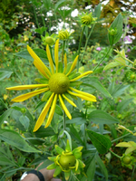 P1100232.webp