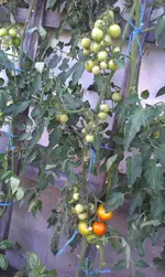 IMAG0043.webp