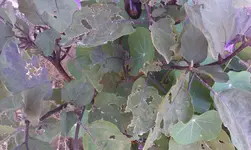 IMAG0046.webp