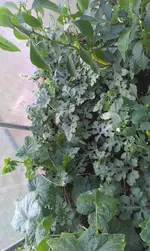 IMAG0057.webp