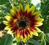Sonnenblume1.webp