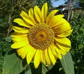 Sonnenblume.webp