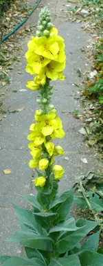 Königskerze1.webp