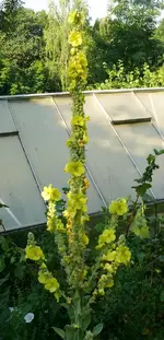 Königskerze2.webp