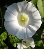 Winden1.webp