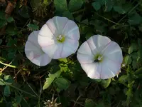 Winden.webp