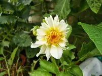 CIMG8246.webp