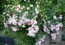 Buschrose.webp