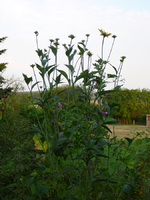 P1100235.webp