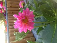 image.webp