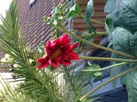 image.webp