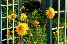 Glory in voller Pracht_1024.webp