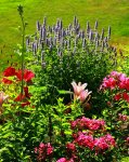 Agastache Blue Fortune im Hintergrund_600.JPG