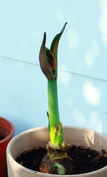 Amaryllis wird bald blühen_600.webp