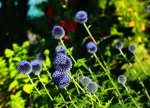 blaue Edeldistel legt los_1024.JPG