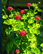 pinke Geranie blüht_600.webp