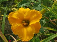 gold  district_1024x768.webp