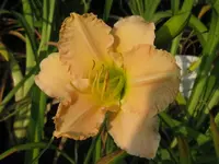lullaby baby_1024x768.webp