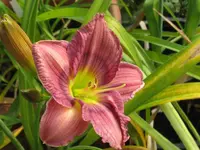 sil. new toy_1024x768.webp