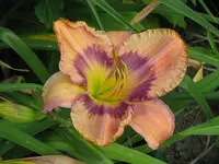 topaz gem2_1024x768.webp
