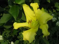 gelb_1024x768.webp
