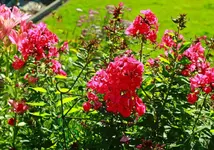 pinker Phlox und rosa Lilien_1024.webp