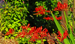 rote Montbretie in voller Blüte_1024.webp