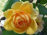 Kupferkönigin (2).webp