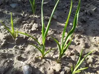 Unbekannte 22.7 (2).webp