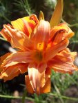 Hemerocallis fulva Kwanso.jpg