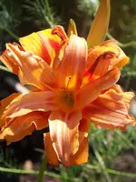 Hemerocallis fulva Kwanso.webp