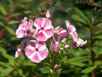 Phlox Peppermints Twist.webp