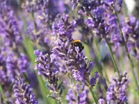 010.webp