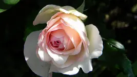 DSCN4904.webp
