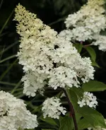 Vanille fraise 130723.webp