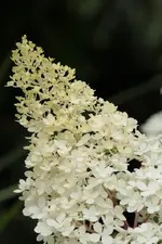 Vanille fraise 130723_2.webp