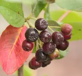 Fruechte der Aronia.webp