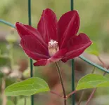 rouge Cardinal.webp