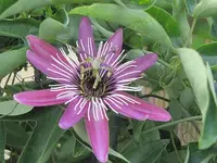 065.webp