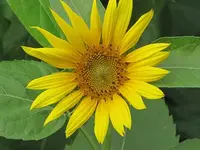 063.webp