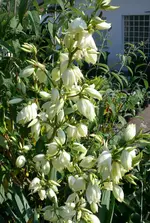 Blumen 1.webp