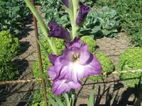 DSCF3729.webp