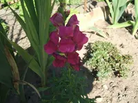 DSCF3731.webp