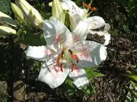 DSCF3733.webp