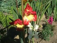 DSCF3730.webp