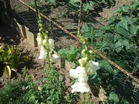 DSCF3732.webp