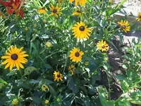 DSCF3734.webp